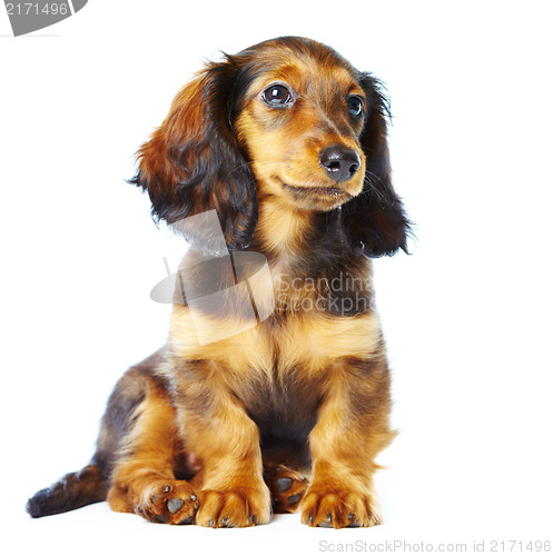 Image of puppy dachshund