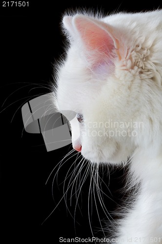 Image of Portrait of a white cat