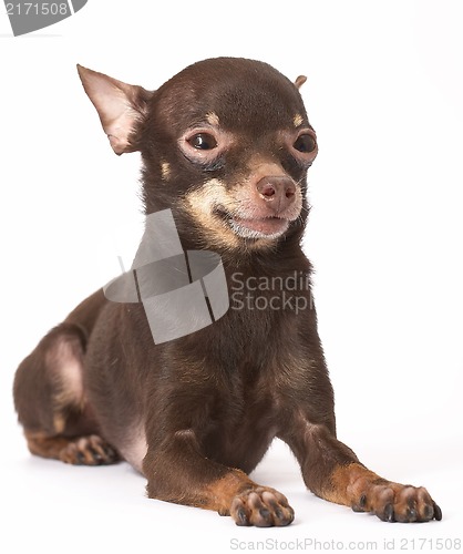 Image of Russian toy-terrier