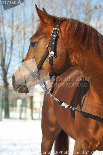 Image of Portrait of a horse of brown color.