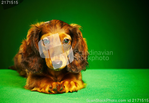 Image of puppy dachshund