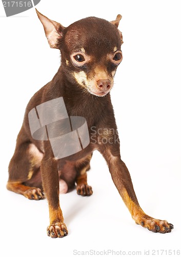 Image of Russian toy-terrier