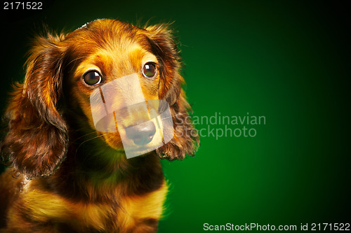 Image of puppy dachshund