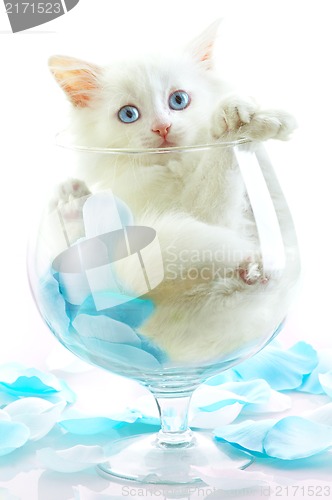 Image of White kitten with blue eyes.