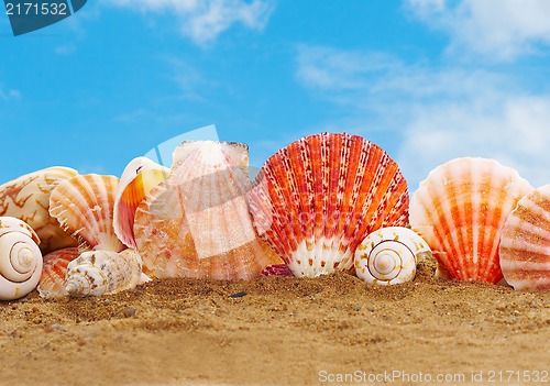 Image of Sea cockleshells