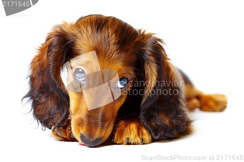 Image of puppy dachshund