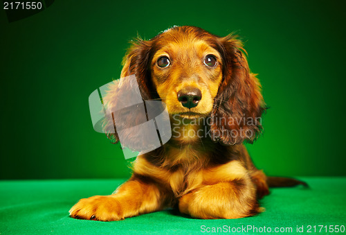 Image of puppy dachshund