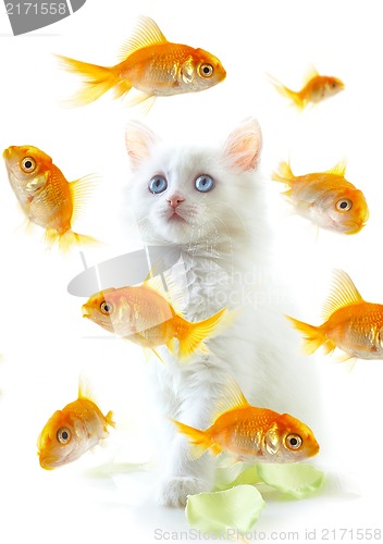 Image of kitten and fish