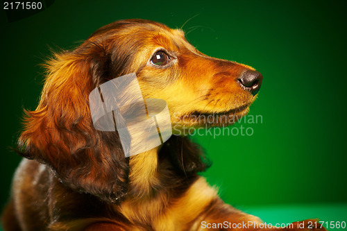 Image of puppy dachshund