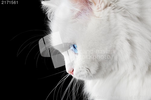 Image of Portrait of a white cat