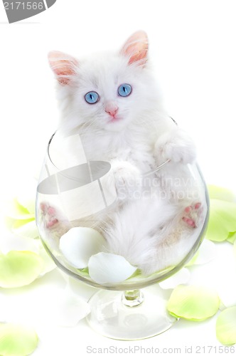 Image of White kitten in a glass wine glass.