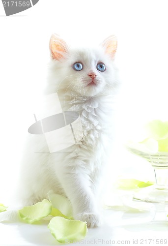 Image of White kitten with blue eyes.