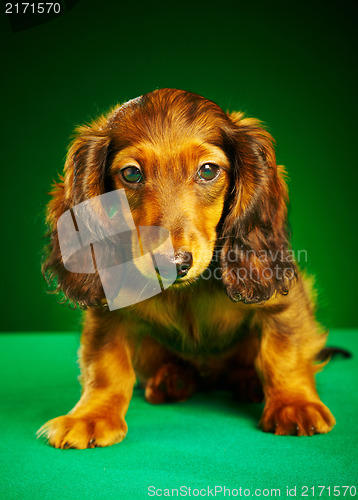 Image of puppy dachshund