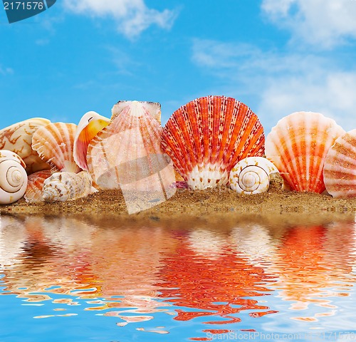 Image of Sea cockleshells