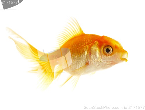 Image of Gold small fish 