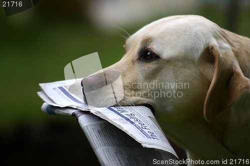 Image of Dog With News