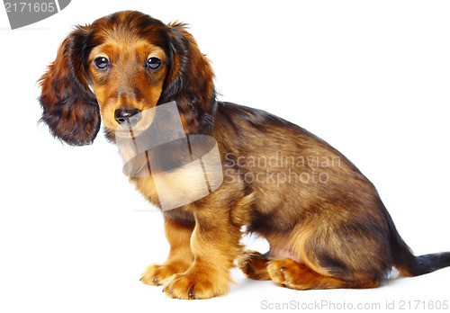 Image of puppy dachshund