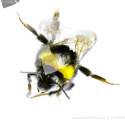 Image of Flying bumblebee