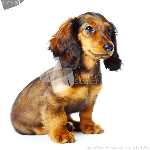 Image of puppy dachshund