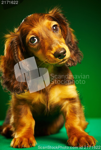 Image of puppy dachshund