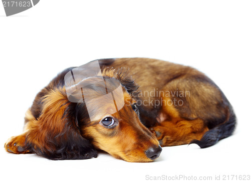 Image of puppy dachshund