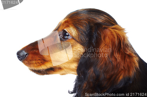 Image of puppy dachshund