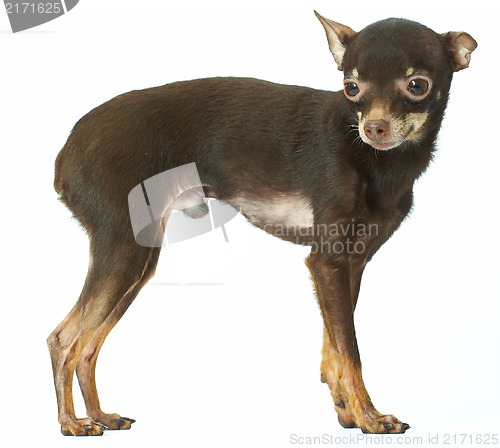 Image of Russian toy-terrier