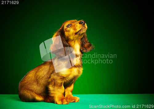 Image of puppy dachshund