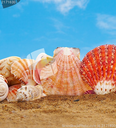 Image of Sea cockleshells