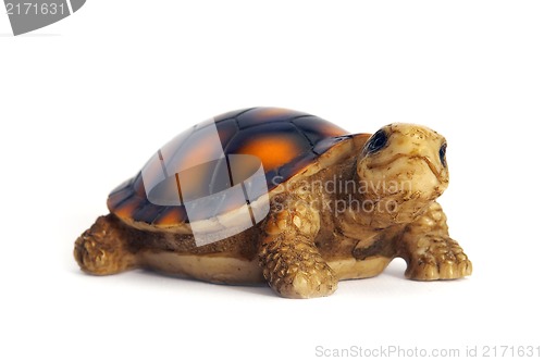 Image of tortoise
