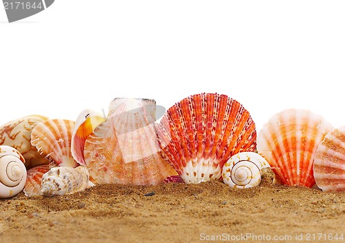 Image of Sea cockleshells