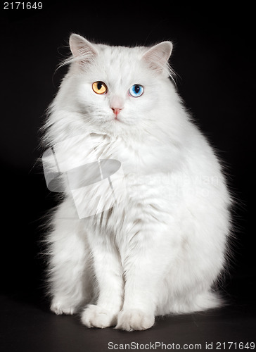 Image of varicoloured eyes white cat