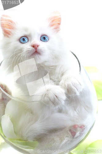 Image of White kitten with blue eyes.