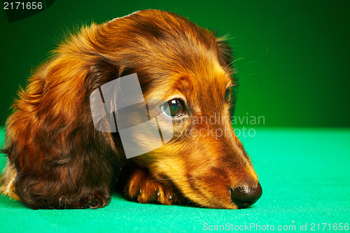 Image of puppy dachshund