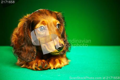 Image of puppy dachshund