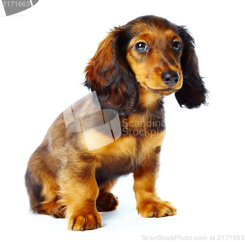 Image of puppy dachshund