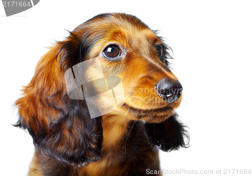 Image of puppy dachshund