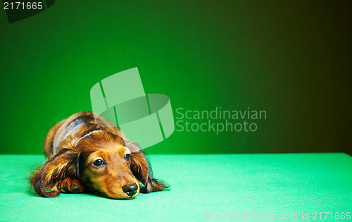 Image of puppy dachshund