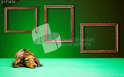 Image of puppy dachshund