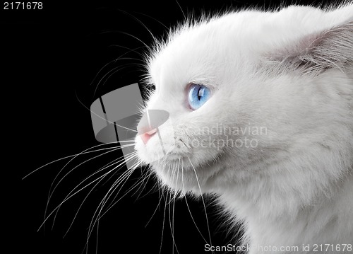 Image of Portrait of a white cat