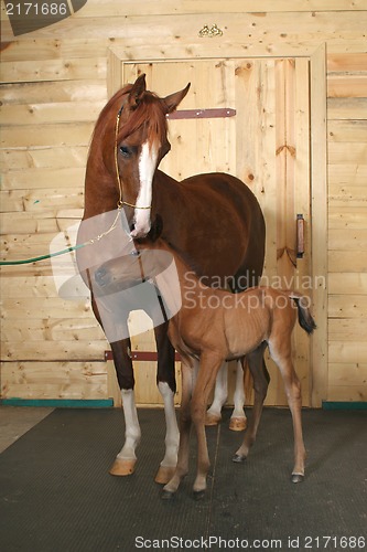 Image of horse with a foal