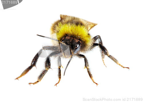 Image of bumblebee