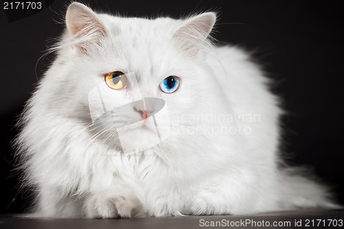 Image of varicoloured eyes white cat