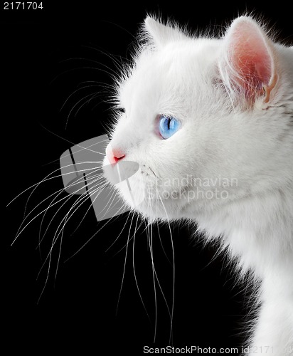 Image of Portrait of a white cat