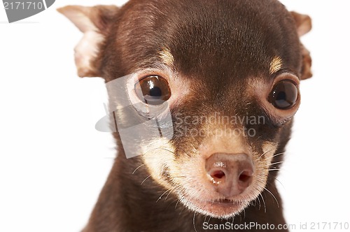 Image of Russian toy-terrier