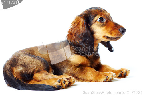 Image of puppy dachshund