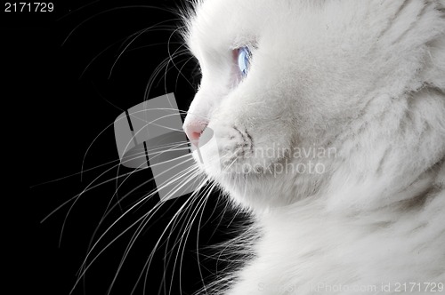 Image of Portrait of a white cat