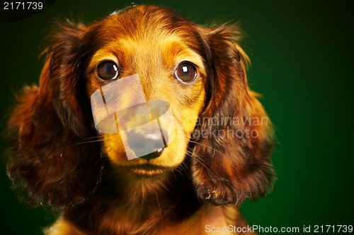 Image of puppy dachshund