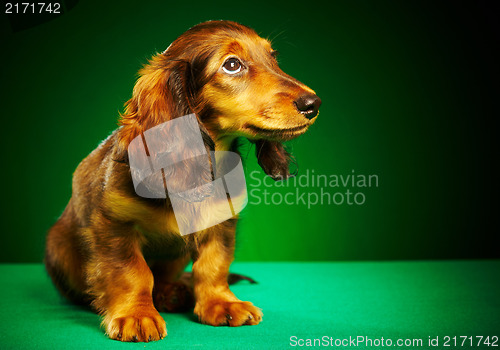 Image of puppy dachshund