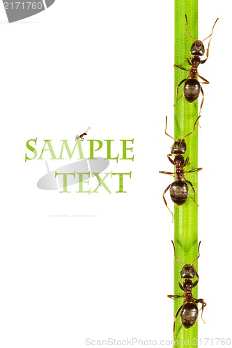Image of Ants